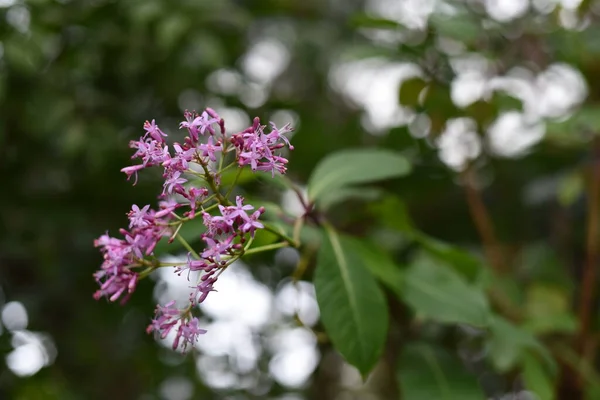 Baum Oder Strauch Mit Violetten Blüten Einem Gewächshaus Botanischen Garten — Stockfoto