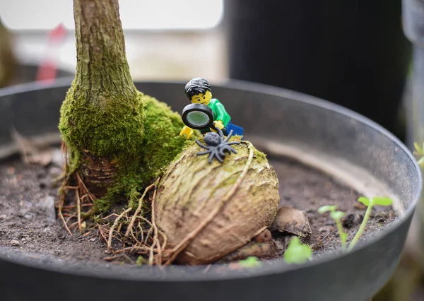 Lego Man Exploring Insect Flower Pot Macro World — Stock Photo, Image