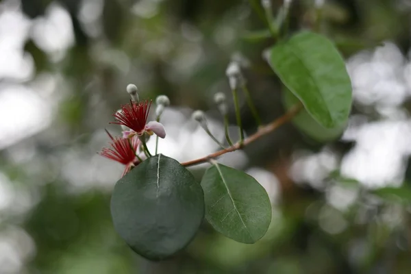 Baum Mit Roten Flauschigen Blüten Einem Gewächshaus Botanischen Garten Der — Stockfoto