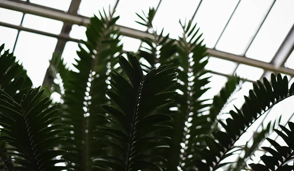 Large Palm Leaves Raffia Palms Metroxylon Greenhouse Botanical Garden Moscow — Stock Photo, Image