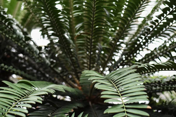 Große Palmenblätter Raffiapalmen Und Metroxylon Einem Gewächshaus Botanischen Garten Der — Stockfoto