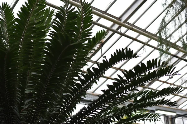 Large Palm Leaves Raffia Palms Metroxylon Greenhouse Botanical Garden Moscow — Stock Photo, Image