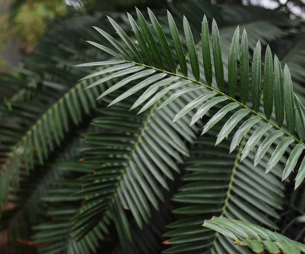 Large Palm Leaves Raffia Palms Metroxylon Greenhouse Botanical Garden Moscow — Stock Photo, Image