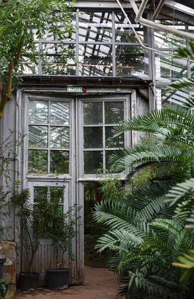 莫斯科大学植物园 Aptekarskyi Ogorod 木制玻璃门温室中的大棕榈叶 莱菲亚棕榈和威斯特尼龙 — 图库照片