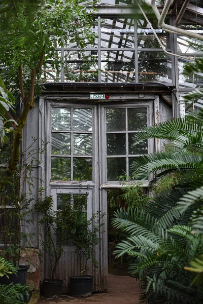 Grande Palmeira Deixa Raffia Palmas Metroxylon Uma Estufa Jardim Botânico — Fotografia de Stock