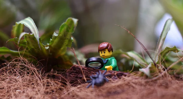 Lego Homme Observe Explore Une Araignée Avec Une Loupe Dans — Photo