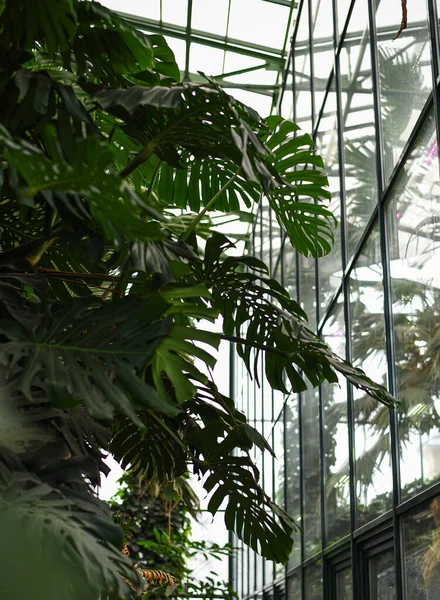 Duże Liście Roślin Szklarni Ogrodzie Botanicznym Uniwersytetu Moskiewskiego Ogród Apteczny — Zdjęcie stockowe