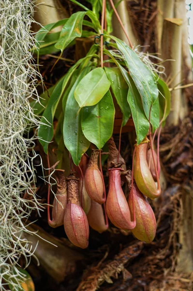 Plantas Depredadoras Exóticas Nepenthes Jardín Botánico Universidad Moscú Pharmacy Garden —  Fotos de Stock