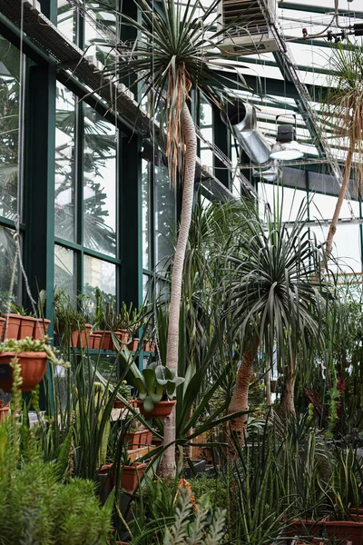 Dracaena Palmy Ogrodzie Botanicznym Uniwersytetu Moskiewskiego Ogród Apteczny Lub Aptekarskyi — Zdjęcie stockowe