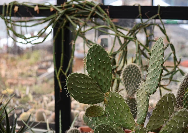 Duży Kaktus Opuntia Decumbens Ogrodzie Botanicznym Uniwersytetu Moskiewskiego Ogród Aptekarski — Zdjęcie stockowe