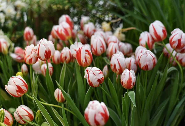 Multi-Colored Tricolor Striped Tulips (Sorbet, Rexona, Rembrandt) in Botanical Garden of Moscow University \