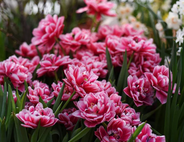 Tulipes Fleurs Roses Rouges Columbus Dans Jardin Botanique Université Moscou — Photo