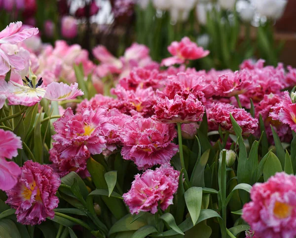 Mascotte Tulipes Roses Rouges Fleurs Duveteuses Dans Jardin Botanique Université — Photo