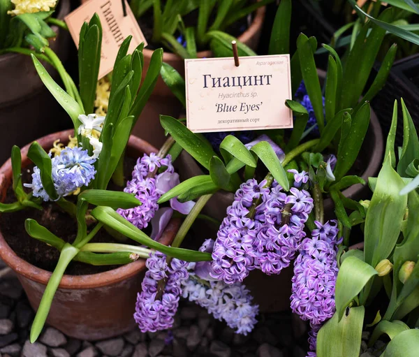 Doniczkowe Fioletowe Niebieskie Liliowe Geokinty Ogrodzie Botanicznym Uniwersytetu Moskiewskiego Ogród — Zdjęcie stockowe