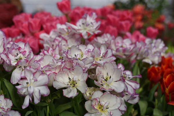 Tulipes Shirley Fleurs Blanches Violettes Roses Dans Jardin Botanique Université — Photo