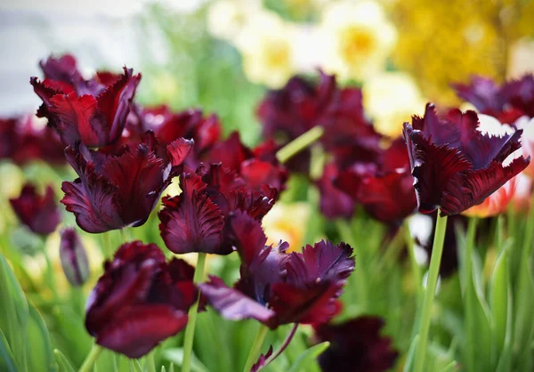 Perroquet Brun Rouge Fleurs Pelucheuses Foncées Tulips Noir Dans Jardin — Photo