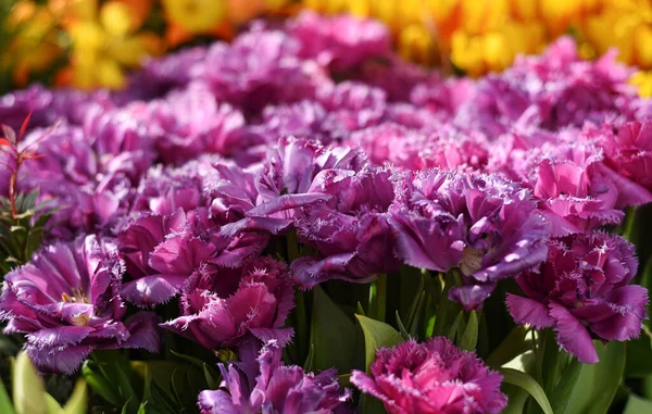 Lila Lila Rosa Flauschige Blühende Tulpen Mascotte Botanischen Garten Der — Stockfoto