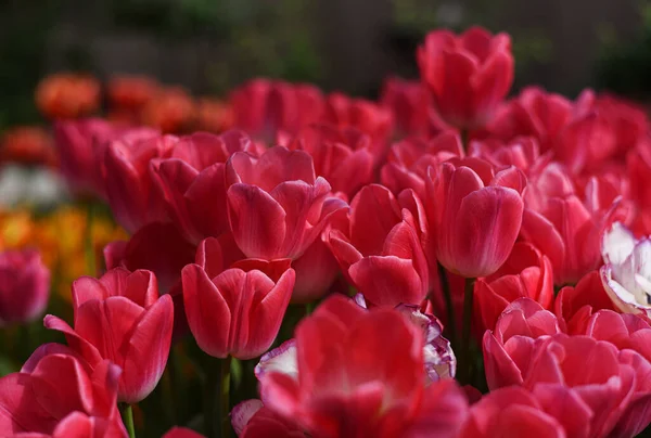 Bourgeons Écarlates Rouges Roses Framboises Tulipes Fraîches Dans Jardin Botanique — Photo