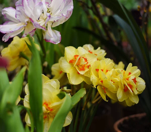 Tulips Fresh Blooming Terry Yellow Shallow Στεφανωμένος Νάρκισσος Διπλό Χρυσό — Φωτογραφία Αρχείου