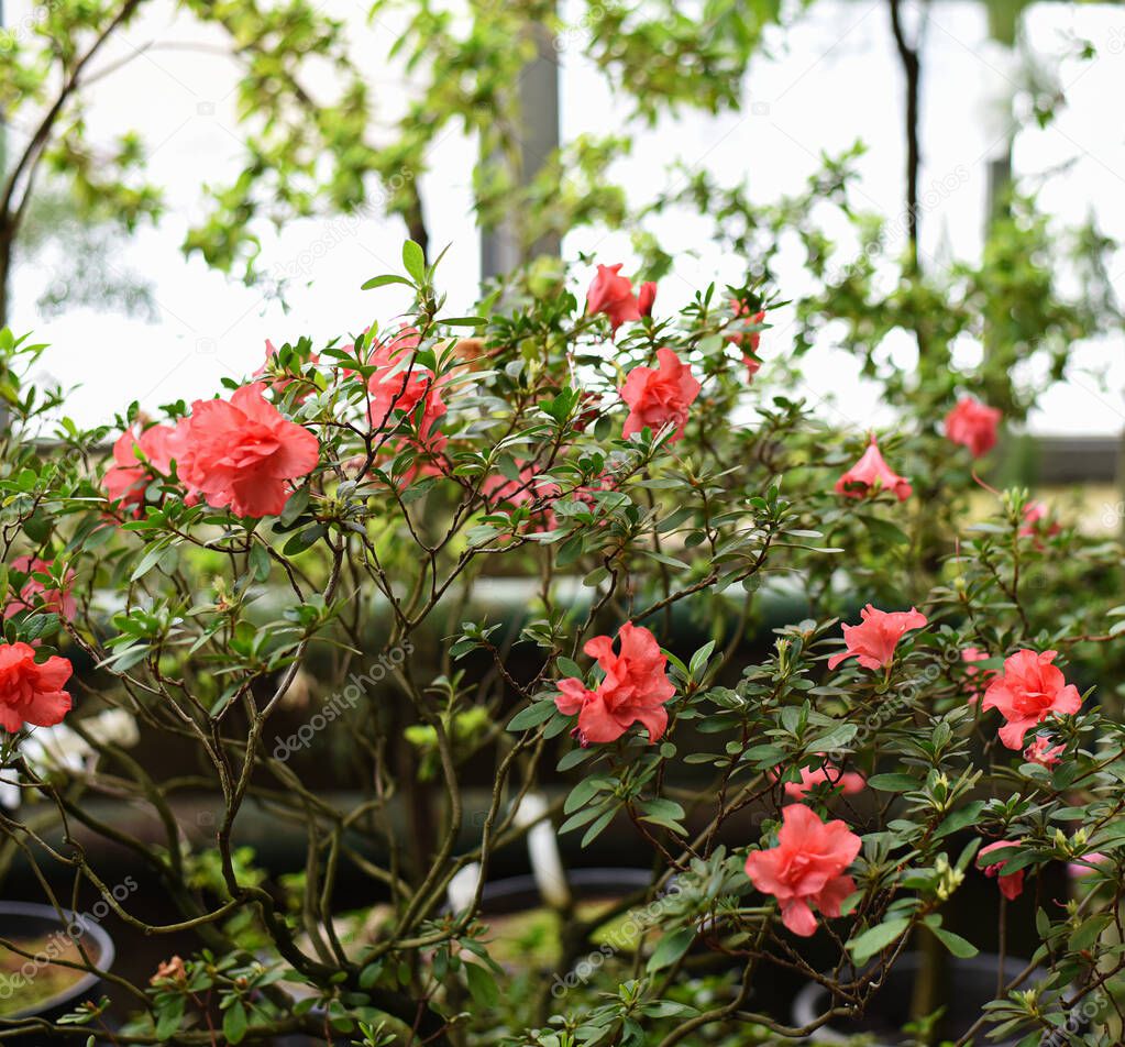shrub with red flowers in a greenhouse in the Botanical Garden of Moscow University 