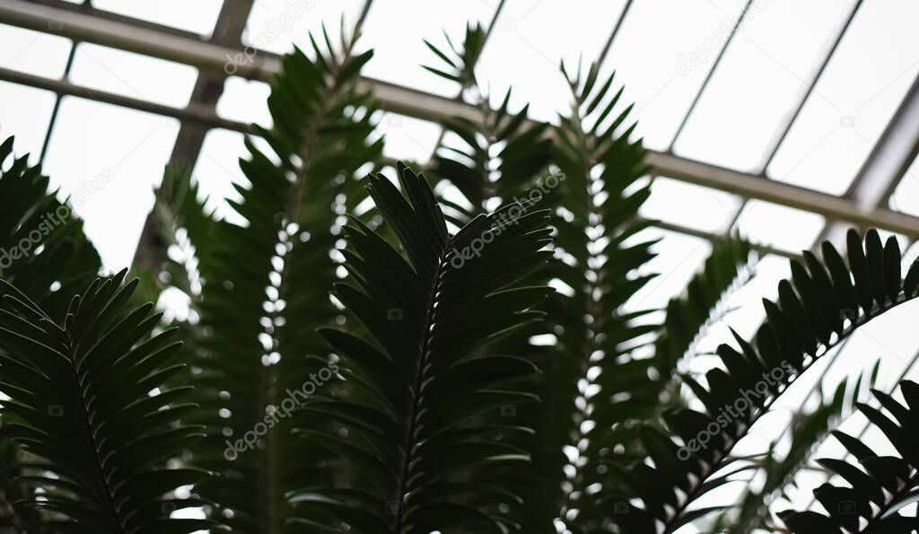 large palm leaves Raffia palms and Metroxylon in a greenhouse in the Botanical Garden of Moscow University 
