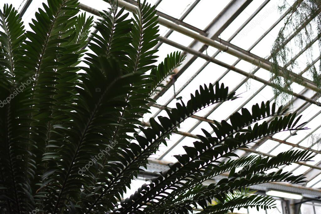 large palm leaves Raffia palms and Metroxylon in a greenhouse in the Botanical Garden of Moscow University 
