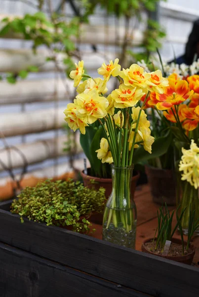 Tulipany Świeży Kwitnący Terry Żółty Płytkokoronowany Narcyz Podwójna Moda Podwójny — Zdjęcie stockowe