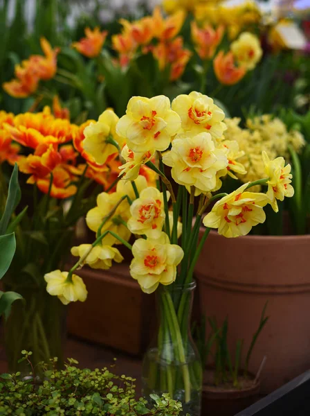 Tulpen Und Frisch Blühende Frottee Narzissen Mit Flacher Krone Doppelte — Stockfoto