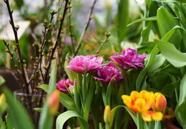 Mascotte Tulipes Roses Violettes Fraîches Éponge Dans Jardin Botanique Université — Photo