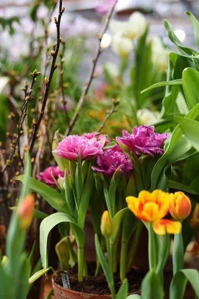 Frische Rosa Und Lila Tulpen Mascotte Botanischen Garten Der Moskauer — Stockfoto