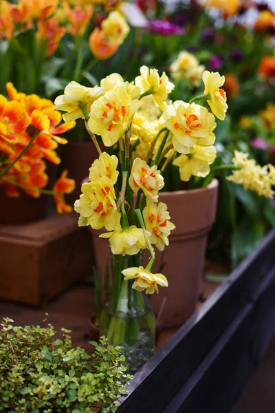 Tulpen Und Frisch Blühende Frottee Narzissen Mit Flacher Krone Doppelte — Stockfoto