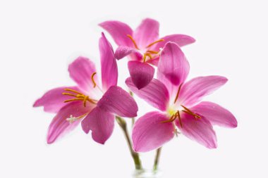 Beyaz arka planda üç sihirli zambak çiçeği (Zephyranthes) izole.
