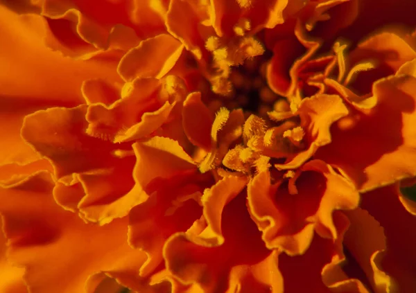 Macro Texture Bright Orange Marigold Flowers Tagetes — Stock Photo, Image