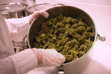 Tavada marihuana var. Esrarın laboratuardaki esrarlı maddeleri.