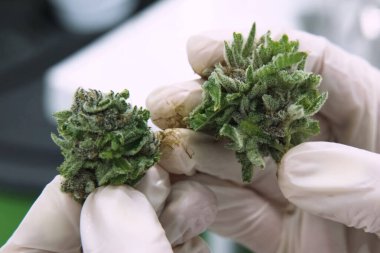 Bir laboratuvar asistanının elinde kenevirdeki kenevir infloresanları. Elinde marihuana.