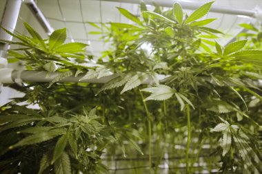 Kenevir yaprakları ve sapları bahçede hidroponik olarak yetiştirilir. Kenevir yatakları, yasal bir bahçede marihuana.