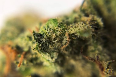 Kenevir şişirme ipuçlarının makro fotoğrafı, esrar üzerindeki thc kristalleri.