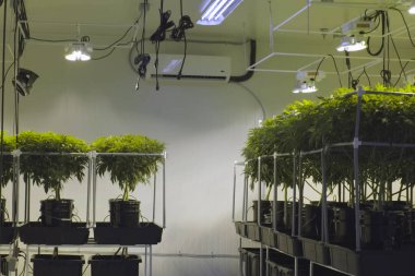 Kenevir yaprakları ve sapları bahçede hidroponik olarak yetiştirilir. Kenevir yatakları, yasal bir bahçede marihuana.