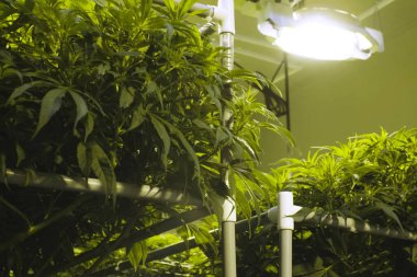 Kenevir yaprakları ve sapları bahçede hidroponik olarak yetiştirilir. Kenevir yatakları, yasal bir bahçede marihuana.