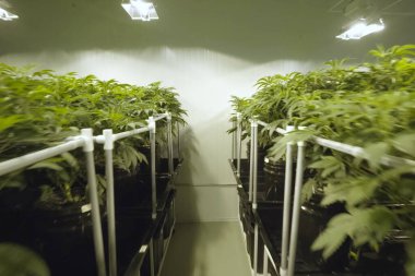 Kenevir yaprakları ve sapları bahçede hidroponik olarak yetiştirilir. Kenevir yatakları, yasal bir bahçede marihuana.