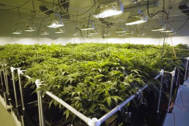 Kenevir yaprakları ve sapları bahçede hidroponik olarak yetiştirilir. Kenevir yatakları, yasal bir bahçede marihuana.