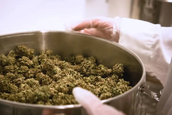 Marihuana en la sartén. Inflorescencias de cannabis en maceta en un laboratorio . — Foto de Stock