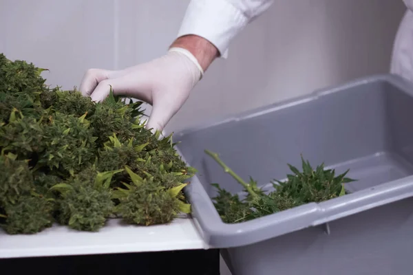 Plegable crudo recién recogido inflorescencias de cannabis para secar. Cocinar marihuana con fines médicos . — Foto de Stock