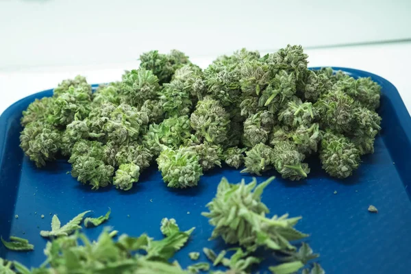 为干燥而折叠新鲜采摘的大麻花序。 为医疗目的烹调大麻. — 图库照片