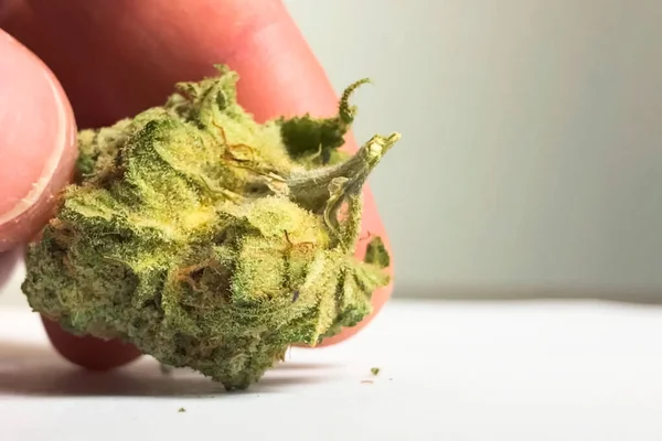 Small dried cannabis inflorescence. Dope marijuana from hemp inf — Stock Photo, Image
