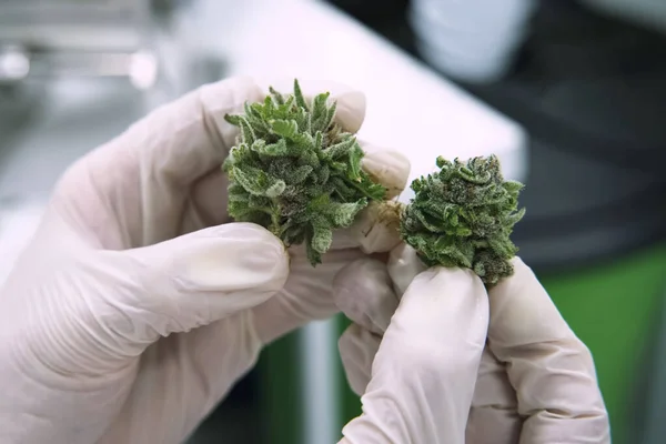 Consejos de inflorescencias de cannabis en las manos de un asistente de laboratorio. Marihuana en la mano . — Foto de Stock