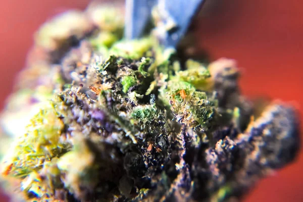 Macro photo des pointes d'inflorescence de chanvre, cristaux thc sur les pousses de cannabis . — Photo