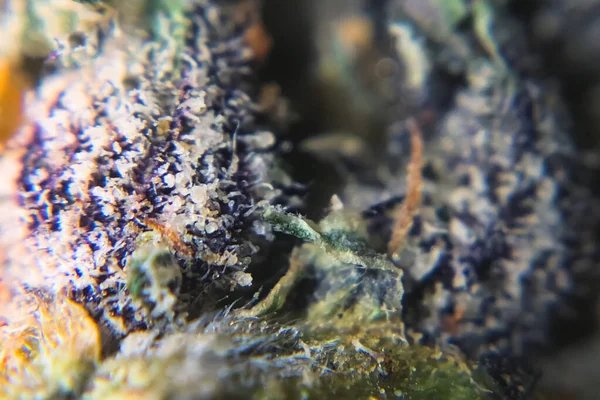 Macro foto de dicas de inflorescência de cânhamo, thc cristais em brotos de cannabis . — Fotografia de Stock