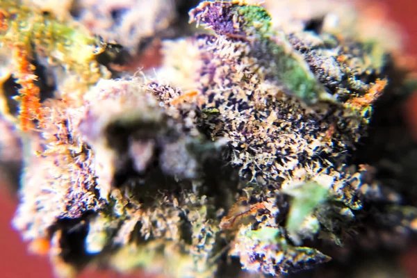 Macro photo des pointes d'inflorescence de chanvre, cristaux thc sur les pousses de cannabis . — Photo