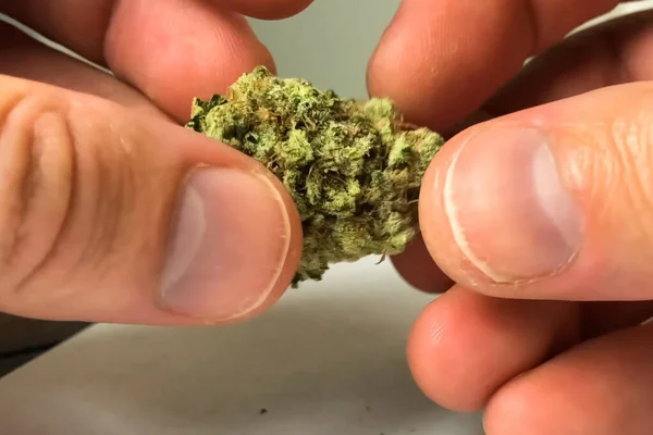 小的干大麻花序。 大麻花序中的吸食大麻. — 图库照片